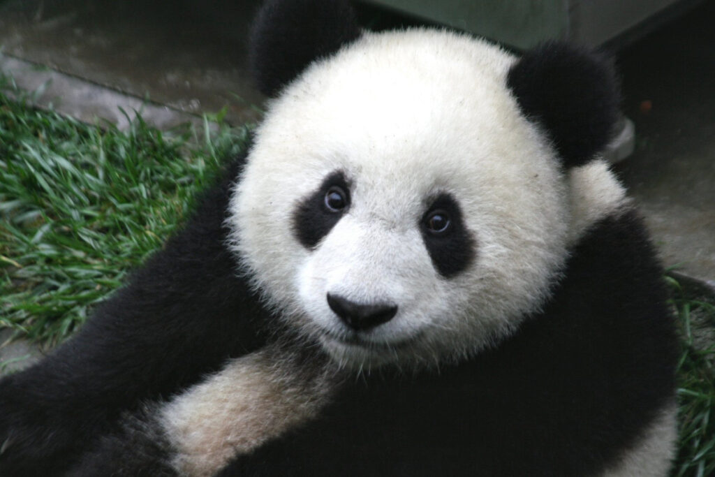 Niedźwiadek Panda