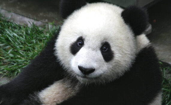 Niedźwiadek Panda