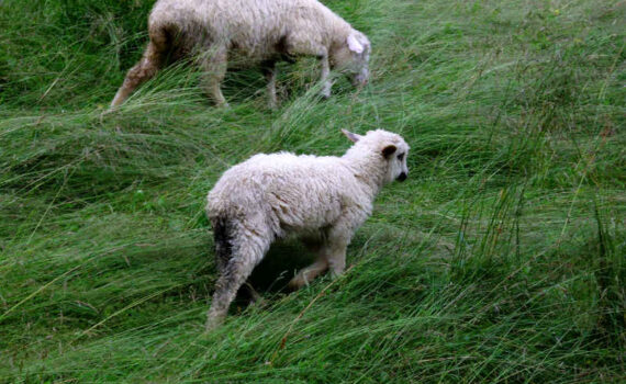 Wypas owiec w Bieszczadach piękne owce