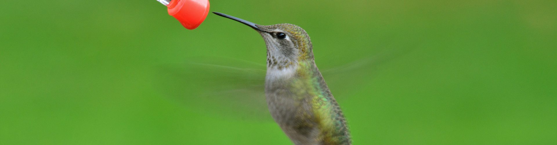 Koliber ptak pije wodę poidełko